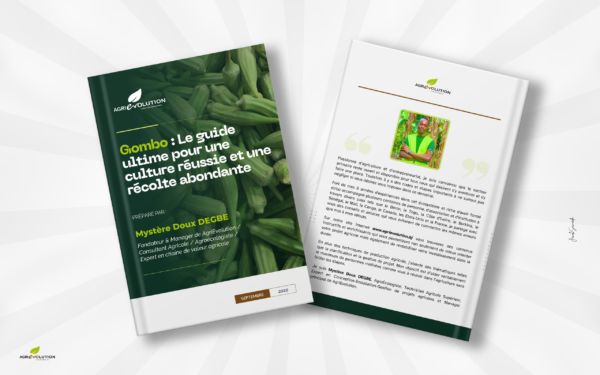 Culture de Gombo
