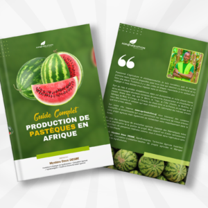 Culture de pastèques