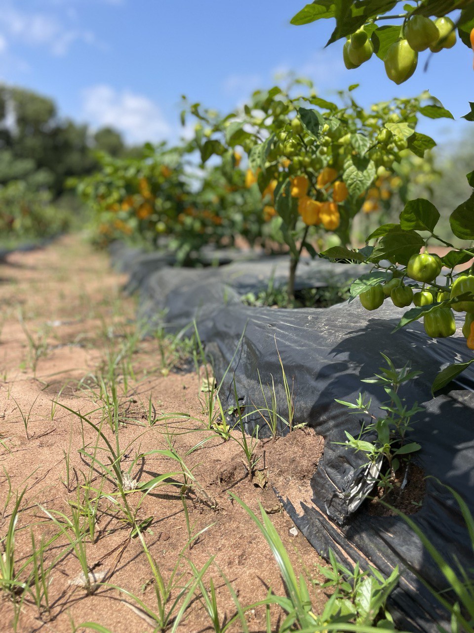 image-agrievolution_2023-10-31 17.23.24