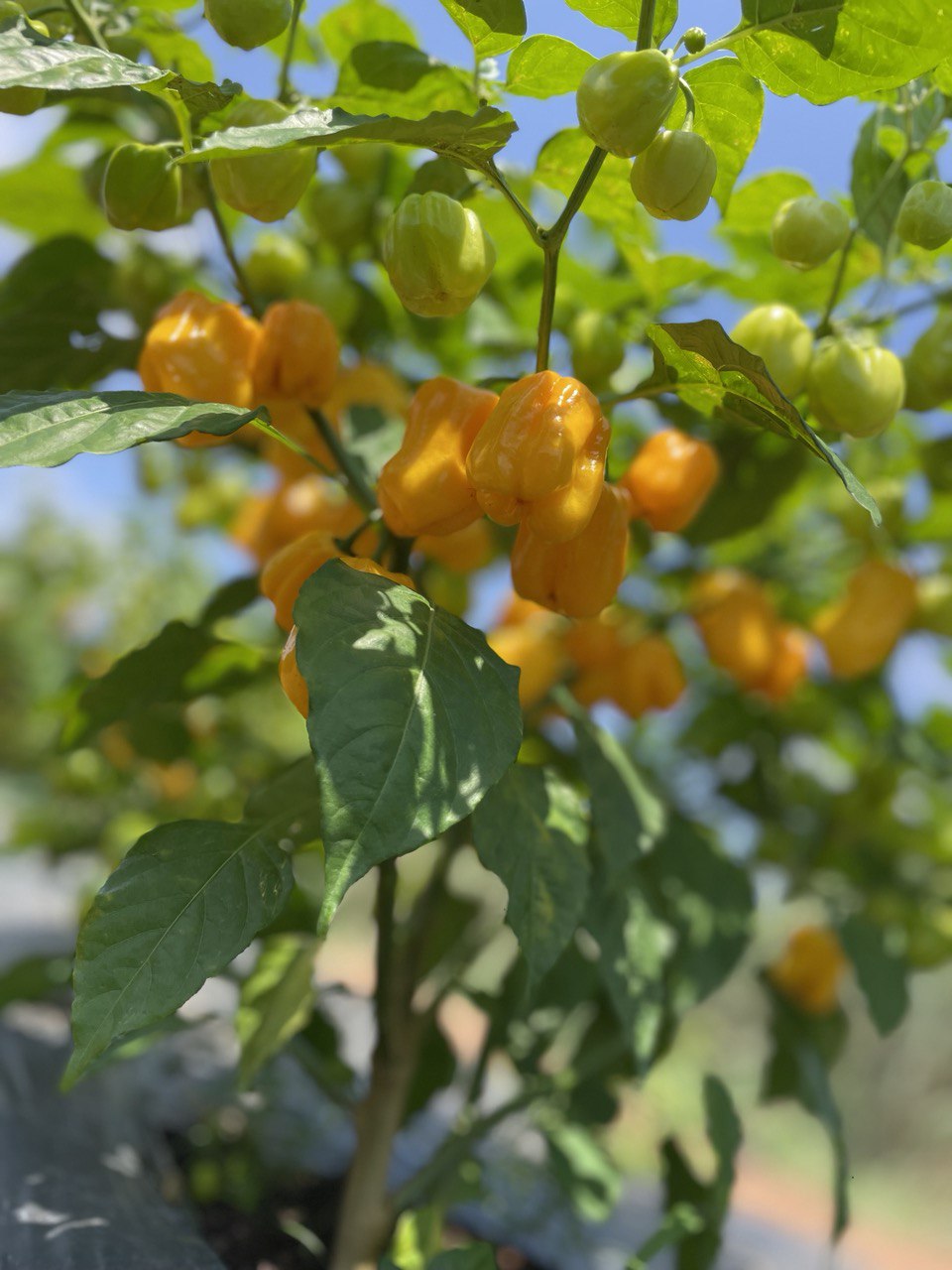 image-agrievolution_2023-10-31 17.23.53