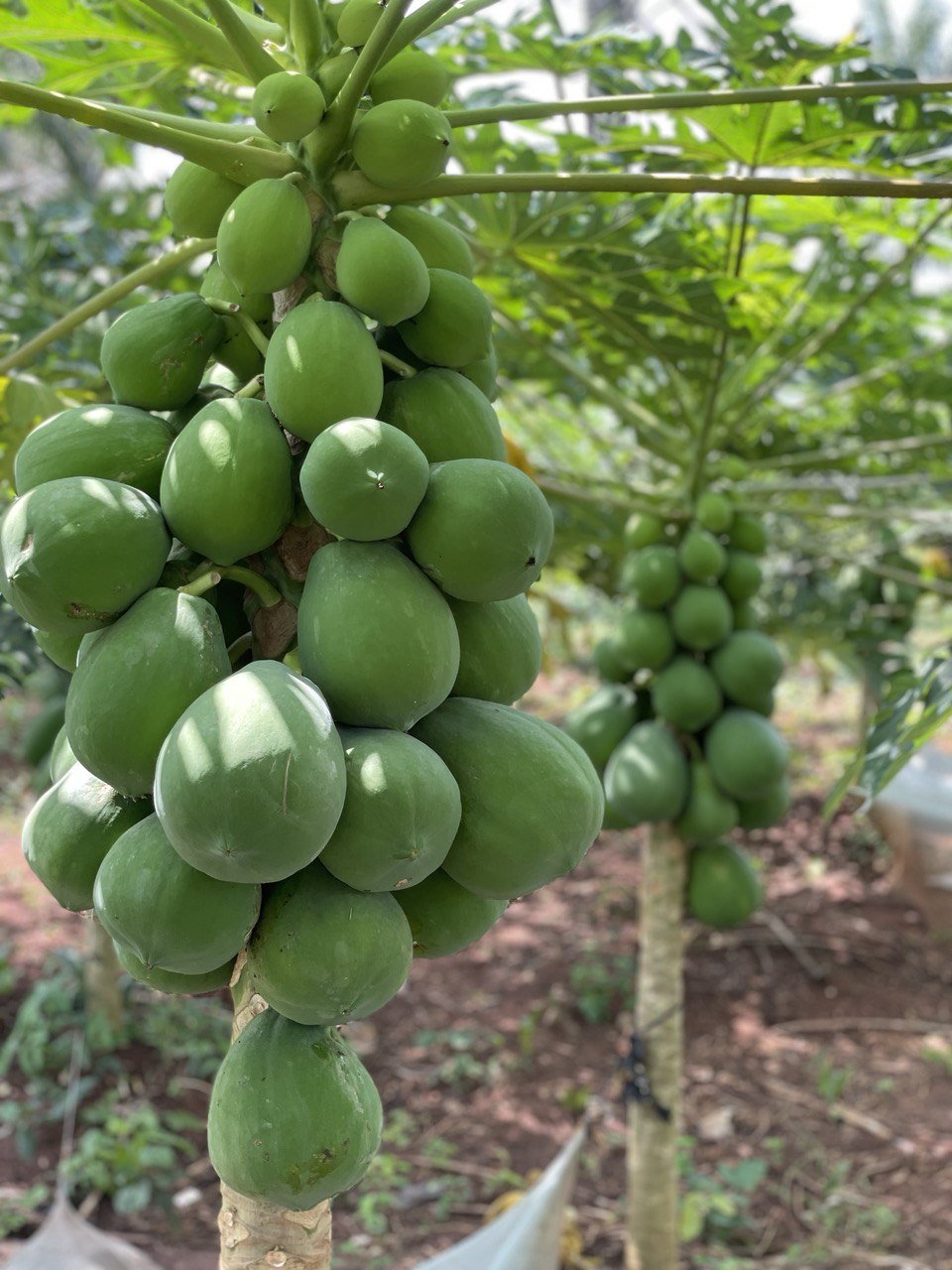image-agrievolution_2023-10-31 17.24.14