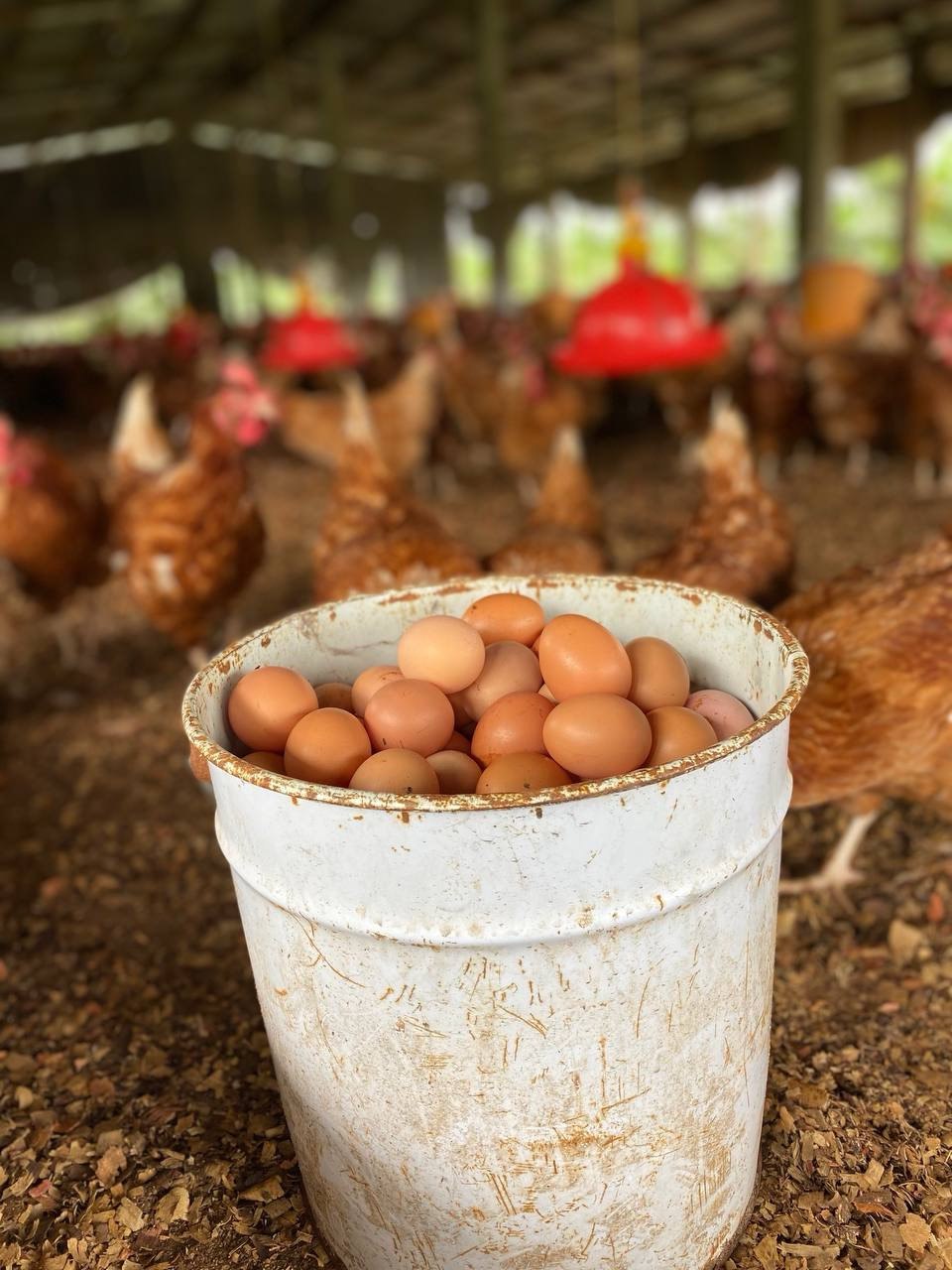 image-agrievolution_2023-10-31 17.24.47