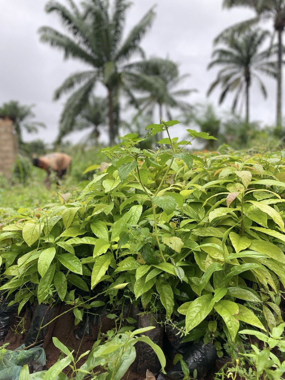 image-agrievolution_2023-10-31 17.25.42