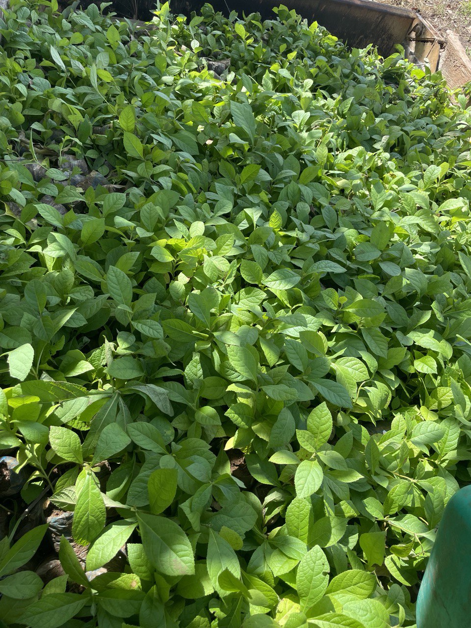image-agrievolution_2023-10-31 17.25.48