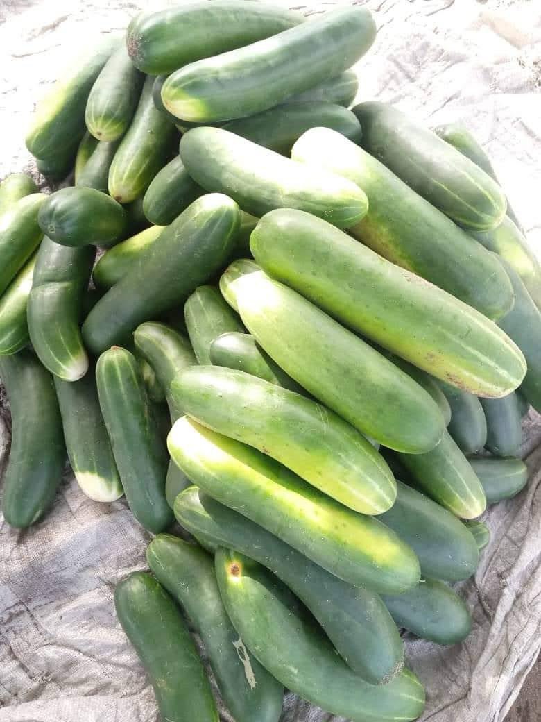 AgriEvolution, Révolutionner l'agriculture en Afrique.